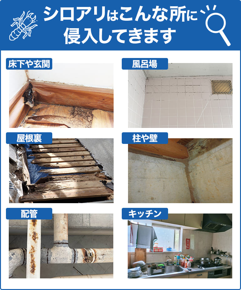 シロアリはこんな所に